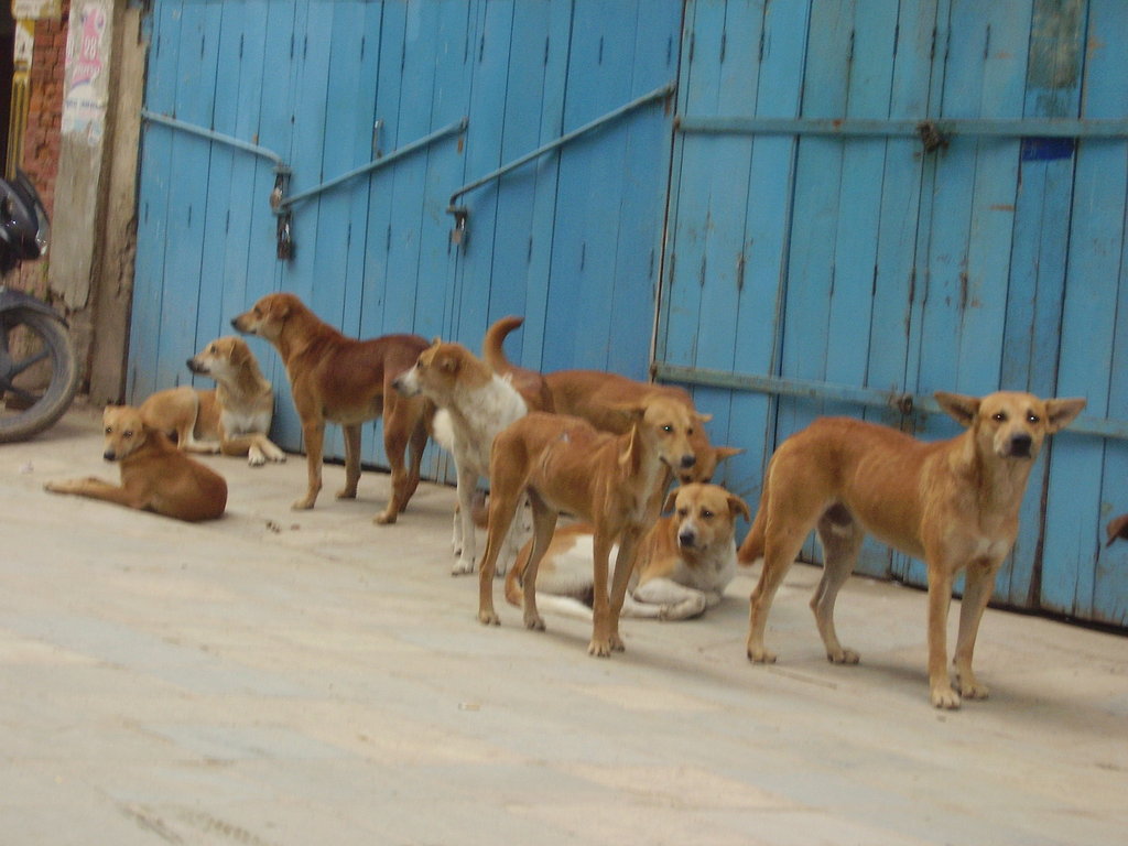 Vaccinate 55000 stray dogs against rabies in Nepal GlobalGiving