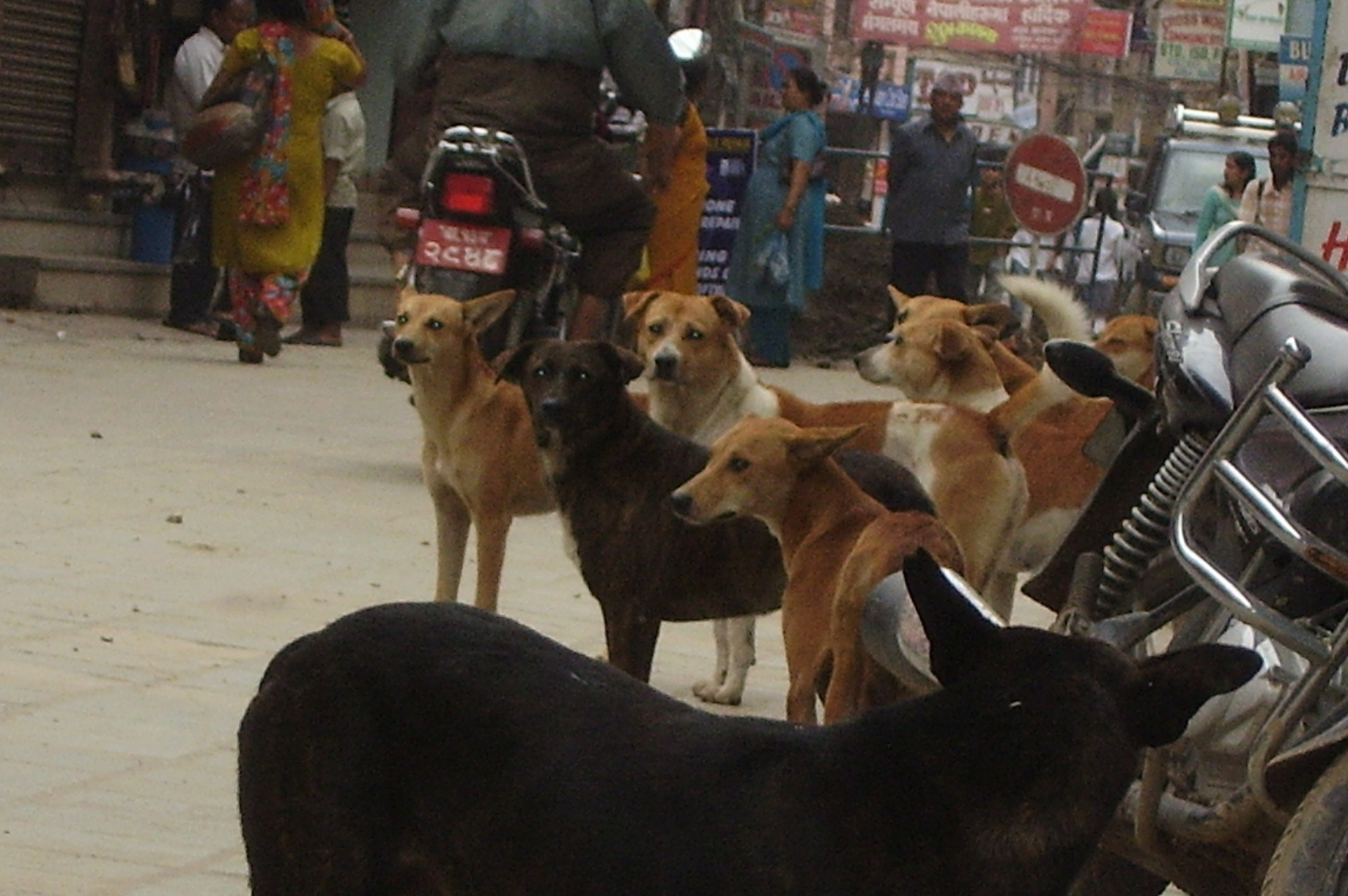 Vaccinate 55000 stray dogs against rabies in Nepal GlobalGiving