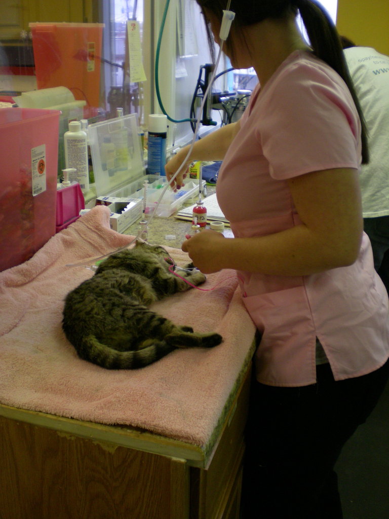 Sterilize feral cats for the disabled & elderly GlobalGiving