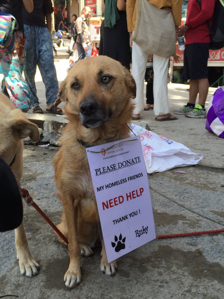 save street dogs