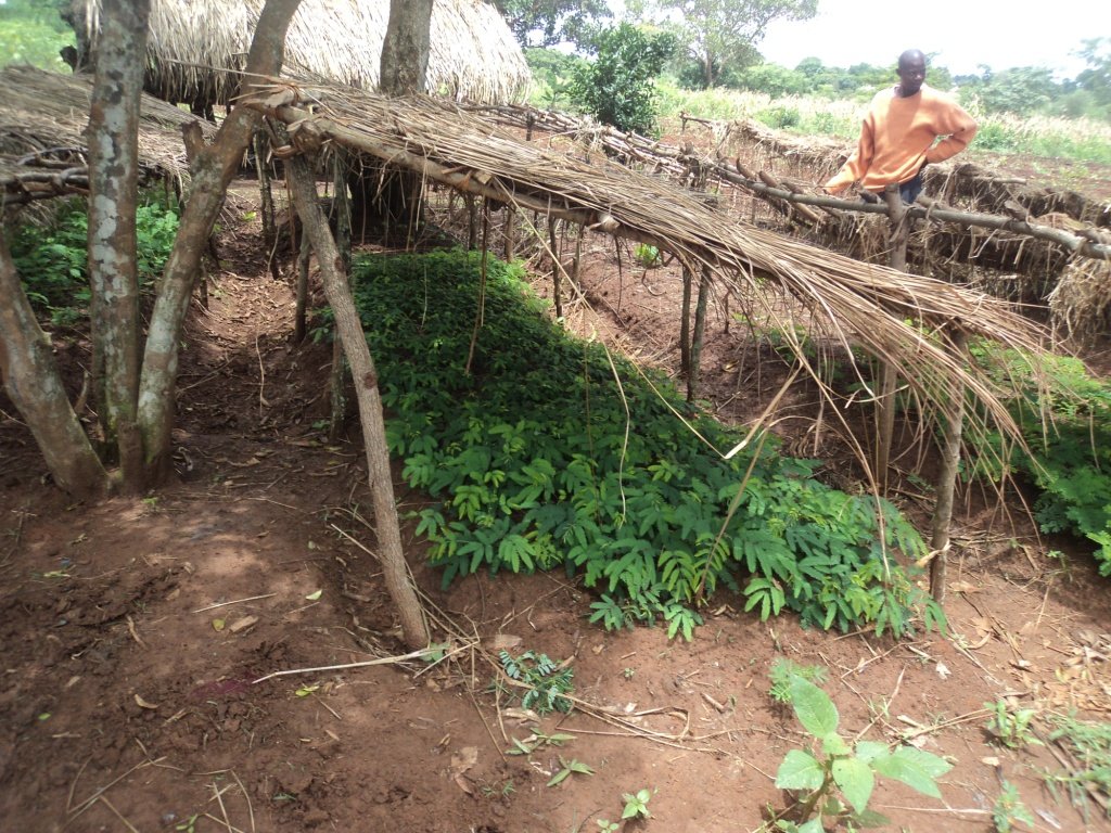 Social Forestry In Uganda Setting A Precedent GlobalGiving Social forestry in uganda setting a precedent globalgiving
