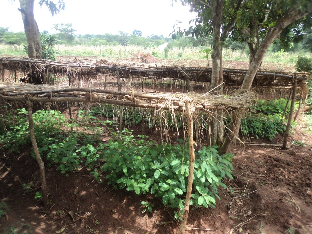 Social Forestry In Uganda Setting A Precedent GlobalGiving Social forestry in uganda setting a precedent globalgiving