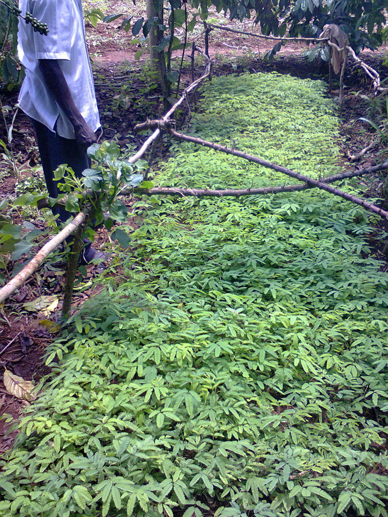 Social Forestry In Uganda Setting A Precedent GlobalGiving Social forestry in uganda setting a precedent globalgiving