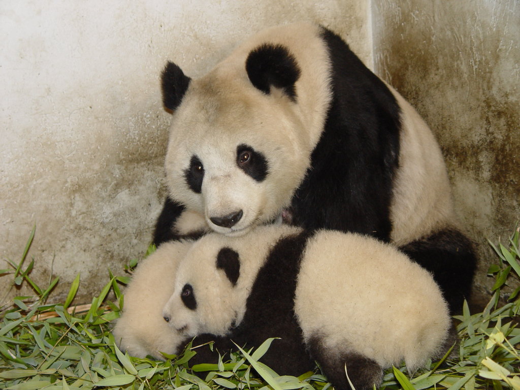 Saving Giant Pandas In China With Earthwatch Globalgiving Saving Giant Pandas In China With Earthwatch Globalgiving