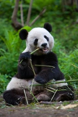 Saving Giant Pandas In China With Earthwatch Globalgiving Saving Giant Pandas In China With Earthwatch Globalgiving