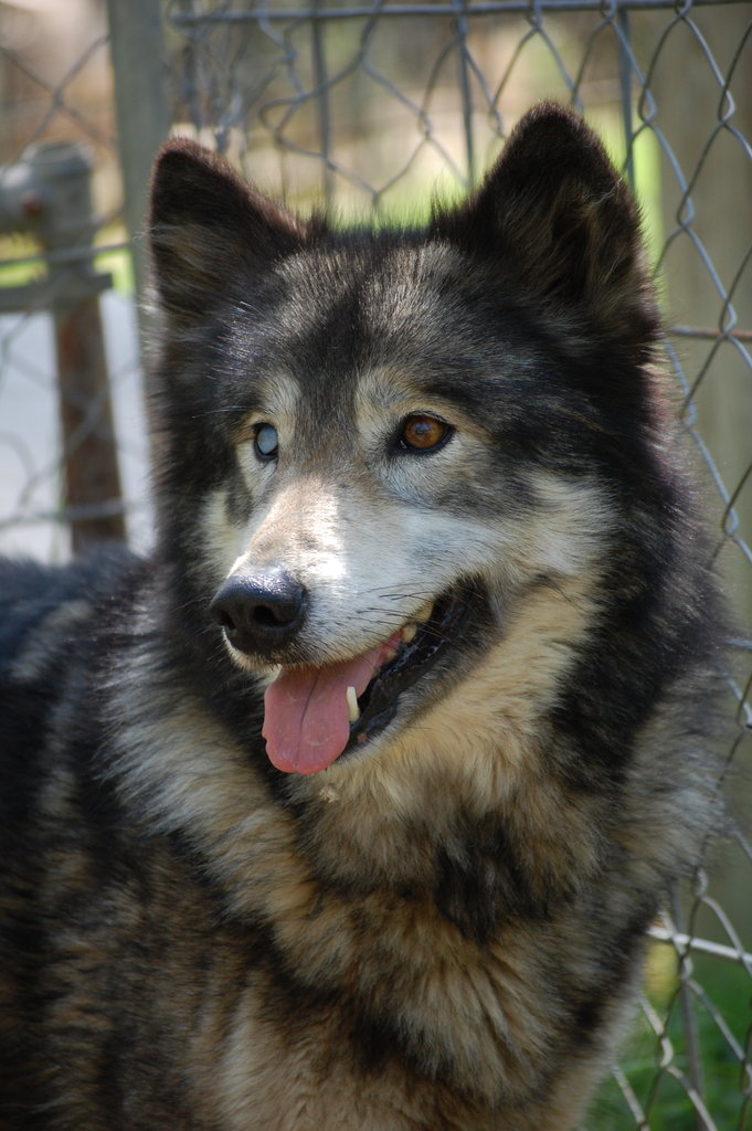 Howilers Habitats for Howlers - GlobalGiving