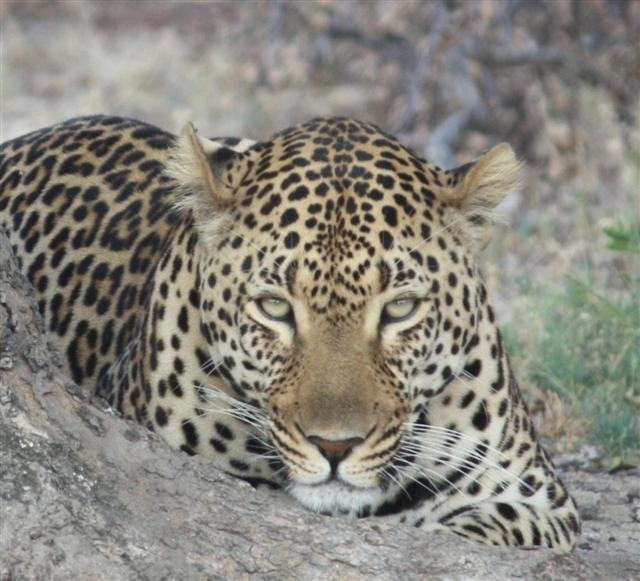 Provide food & care for our Leopard for one year GlobalGiving