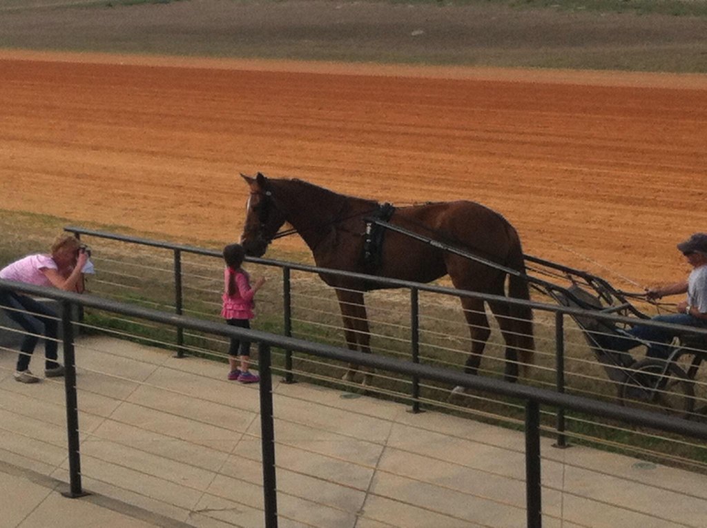 T.R.O.T.T.E.R. (Race horse Rescue & Adoption) GlobalGiving