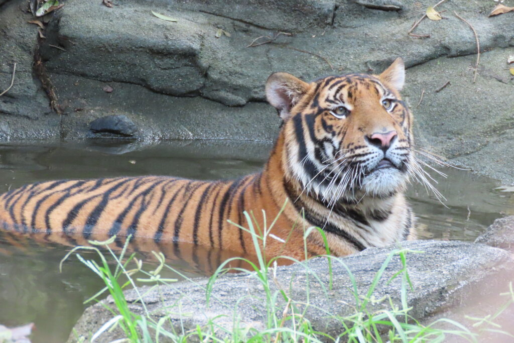 Help Stop Illegal Wildlife Trafficking - GlobalGiving