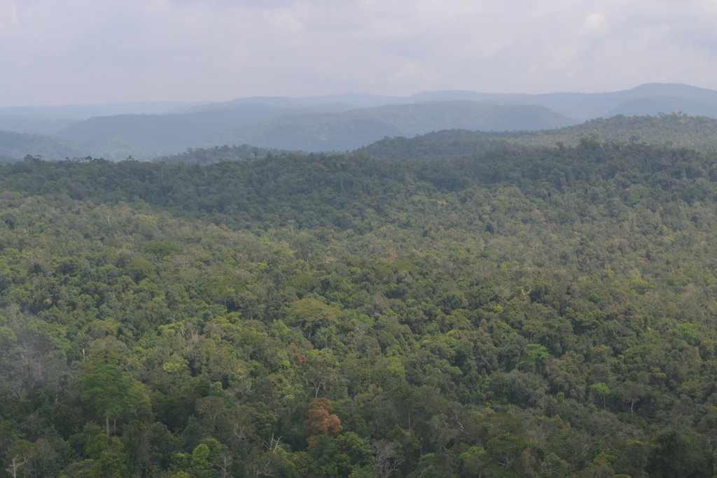 Reports on Plant a Rainforest in Southeast Asia - GlobalGiving