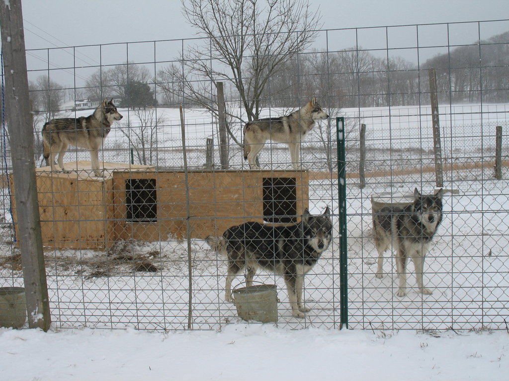 Reports on My Pack of Wolves Sanctuary needs your help! GlobalGiving