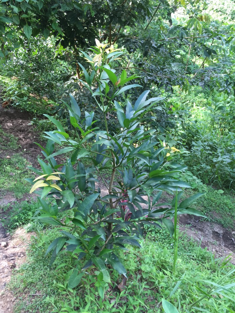 Photos from Plant 30,000 native trees Costa Rican owned farms
