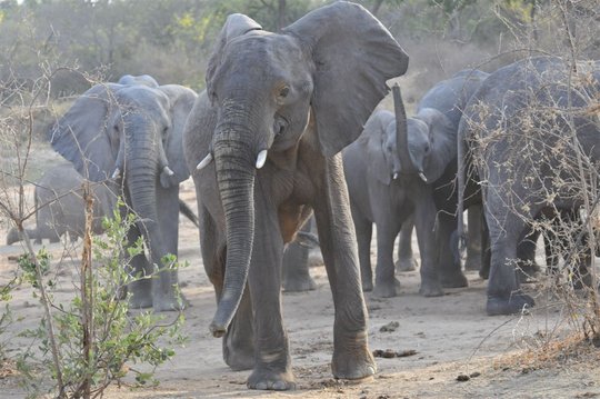 protect-elephants-in-yankari-game-reserve-nigeria-globalgiving