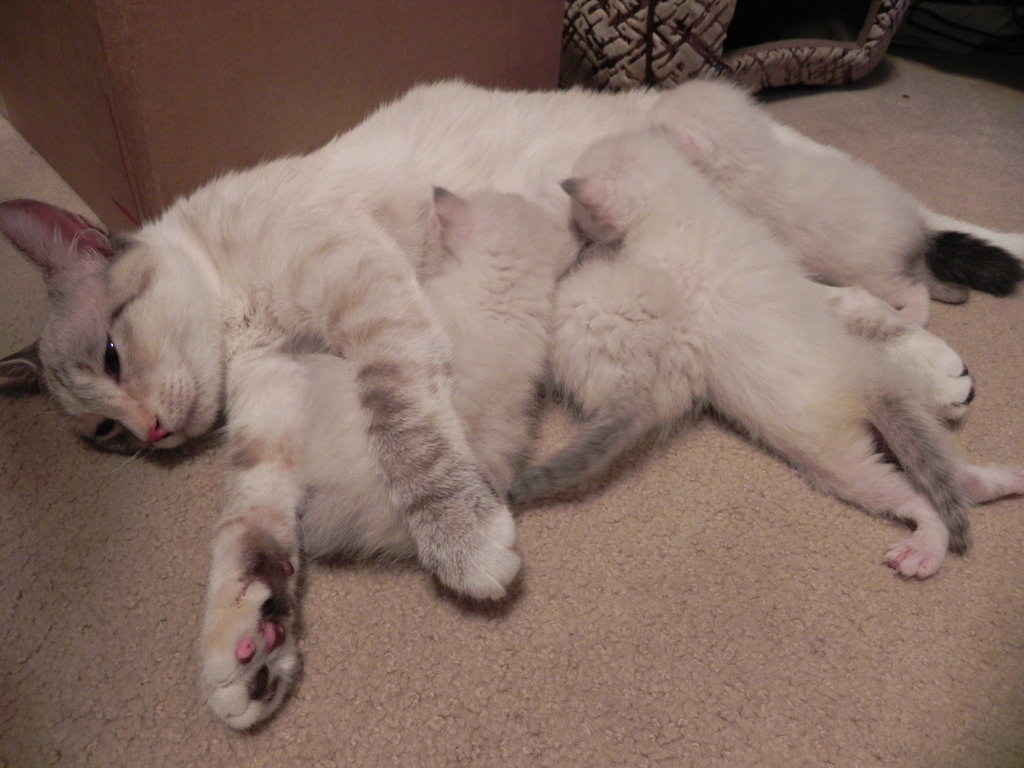 Help Save Kittens, Puppies & Pregnant Moms GlobalGiving