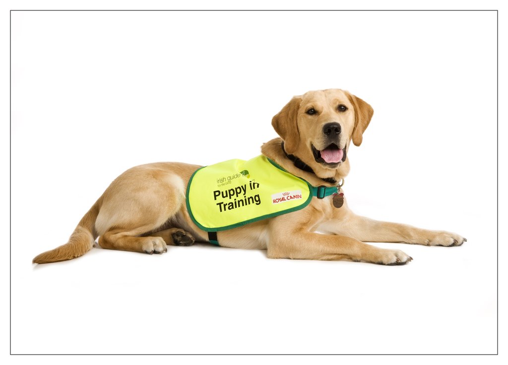 irish guide dog