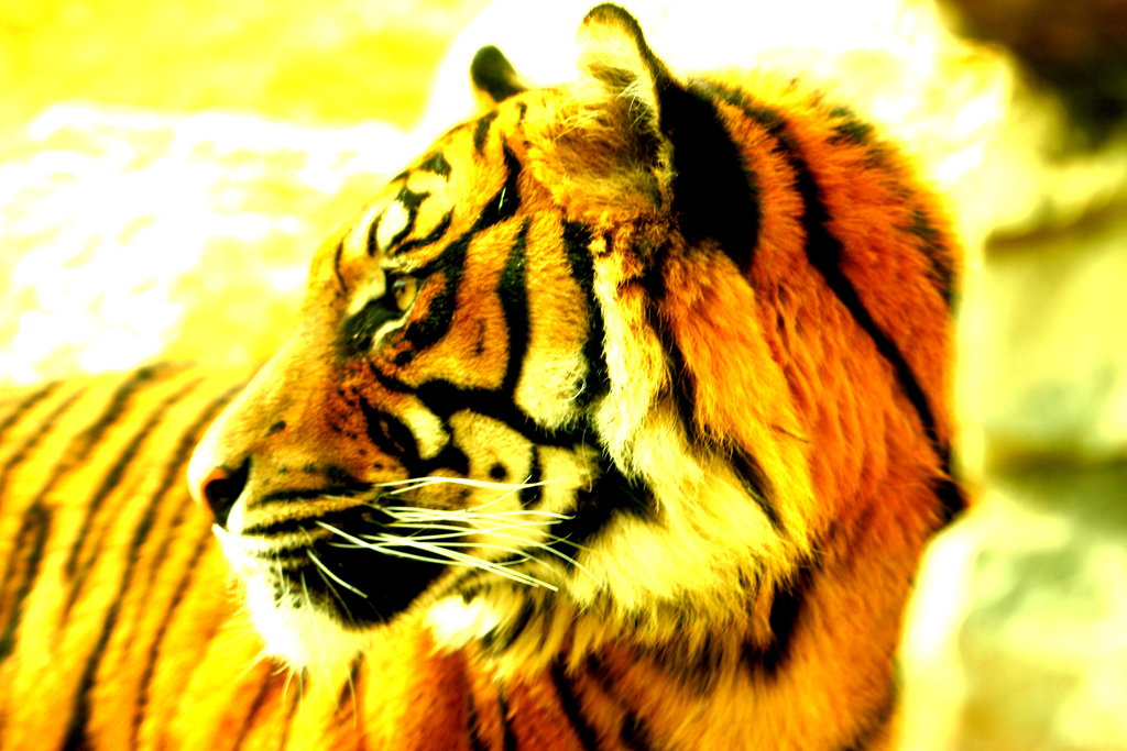 Help Save the Sumatran Tiger - GlobalGiving