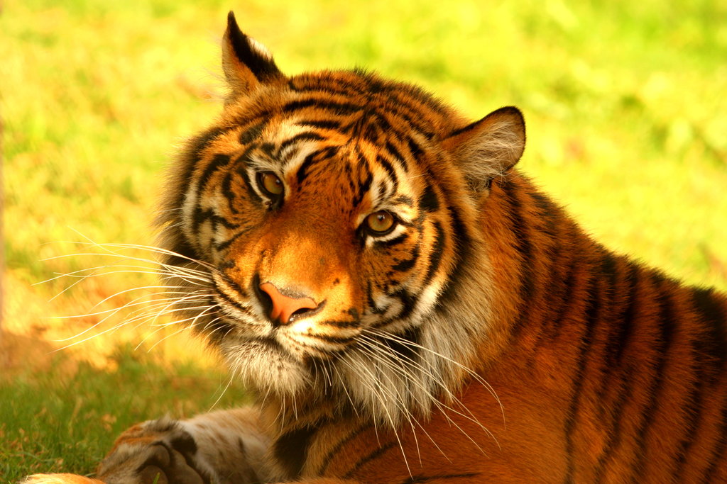 Help Save the Sumatran Tiger - GlobalGiving