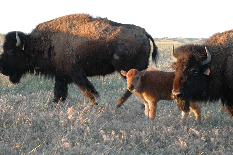 Provide Bison Meat to Lakota Elders on Pine Ridge GlobalGiving