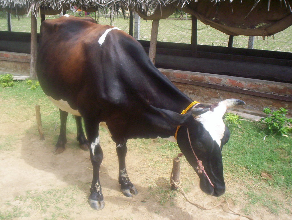 Your Help will Save a Cow GlobalGiving