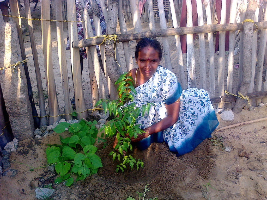 Donate to climate changeTree plantation Ramanathapuram Dist GlobalGiving