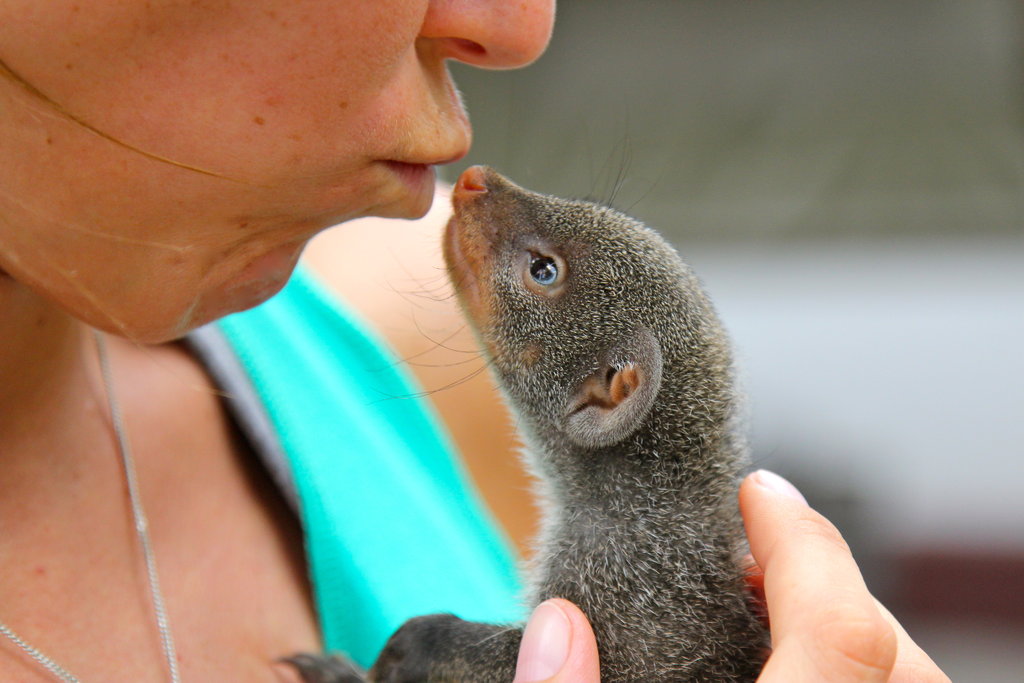 Help Us Raise Our Baby Mongoose For 1 Year Globalgiving