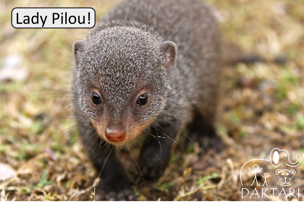 Reports On Help Us Raise Our Baby Mongoose For 1 Year Globalgiving Reports On Help Us Raise Our Baby Mongoose For 1 Year Globalgiving