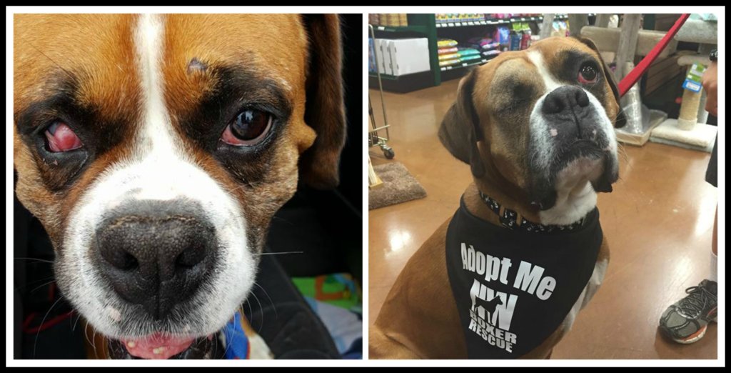 BOXERS sick, injured & distressed need your help GlobalGiving