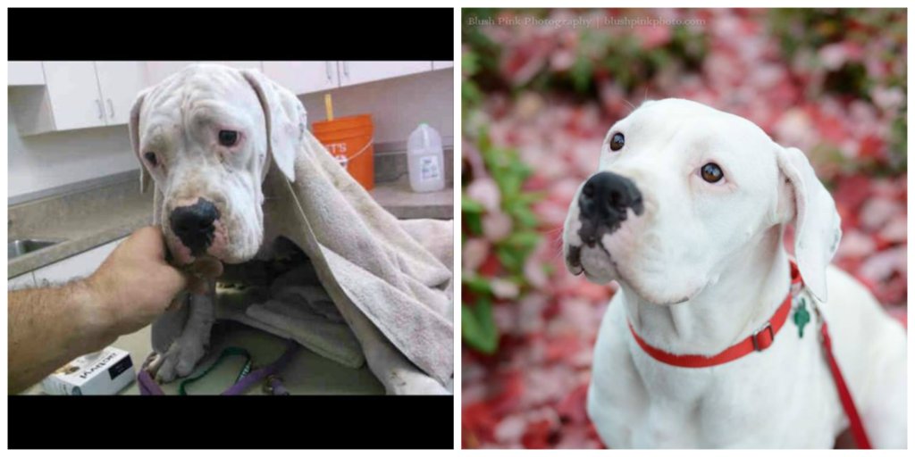 Reports on BOXERS sick, injured & distressed need your help GlobalGiving