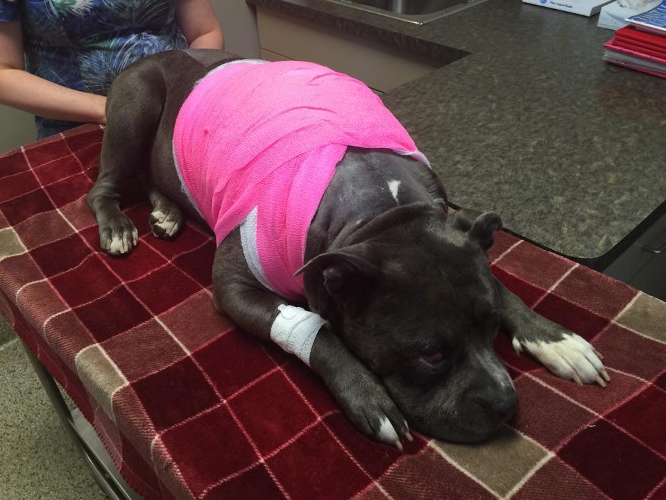 Medical & Recovery Fund for Diseno GlobalGiving