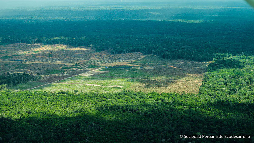 Communicate The Impacts Of Deforestation In Peru Globalgiving