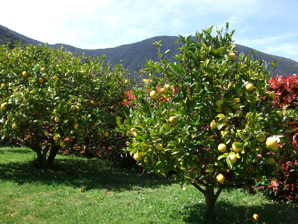 Provide fruit trees to 25 households in Uganda GlobalGiving