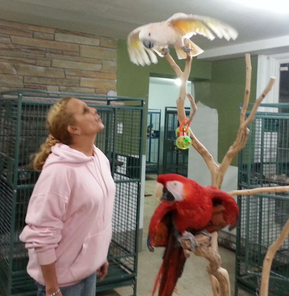 Help Build Outdoor Aviaries for 100 Parrots in NJ - GlobalGiving