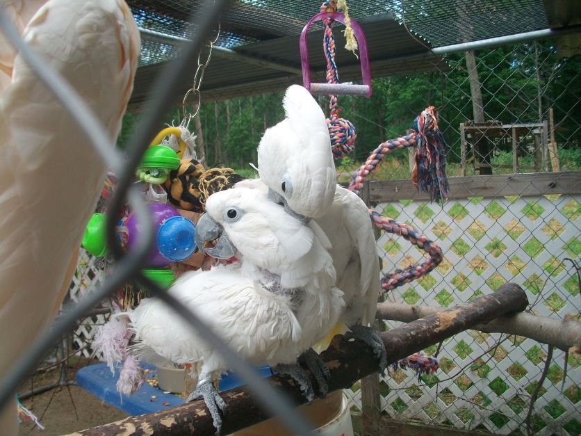Help Build Outdoor Aviaries for 100 Parrots in NJ GlobalGiving