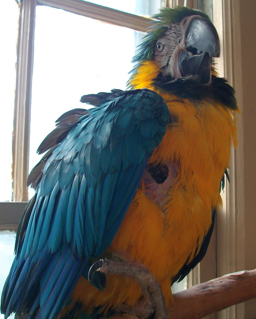 Help Build Outdoor Aviaries for 100 Parrots in NJ GlobalGiving