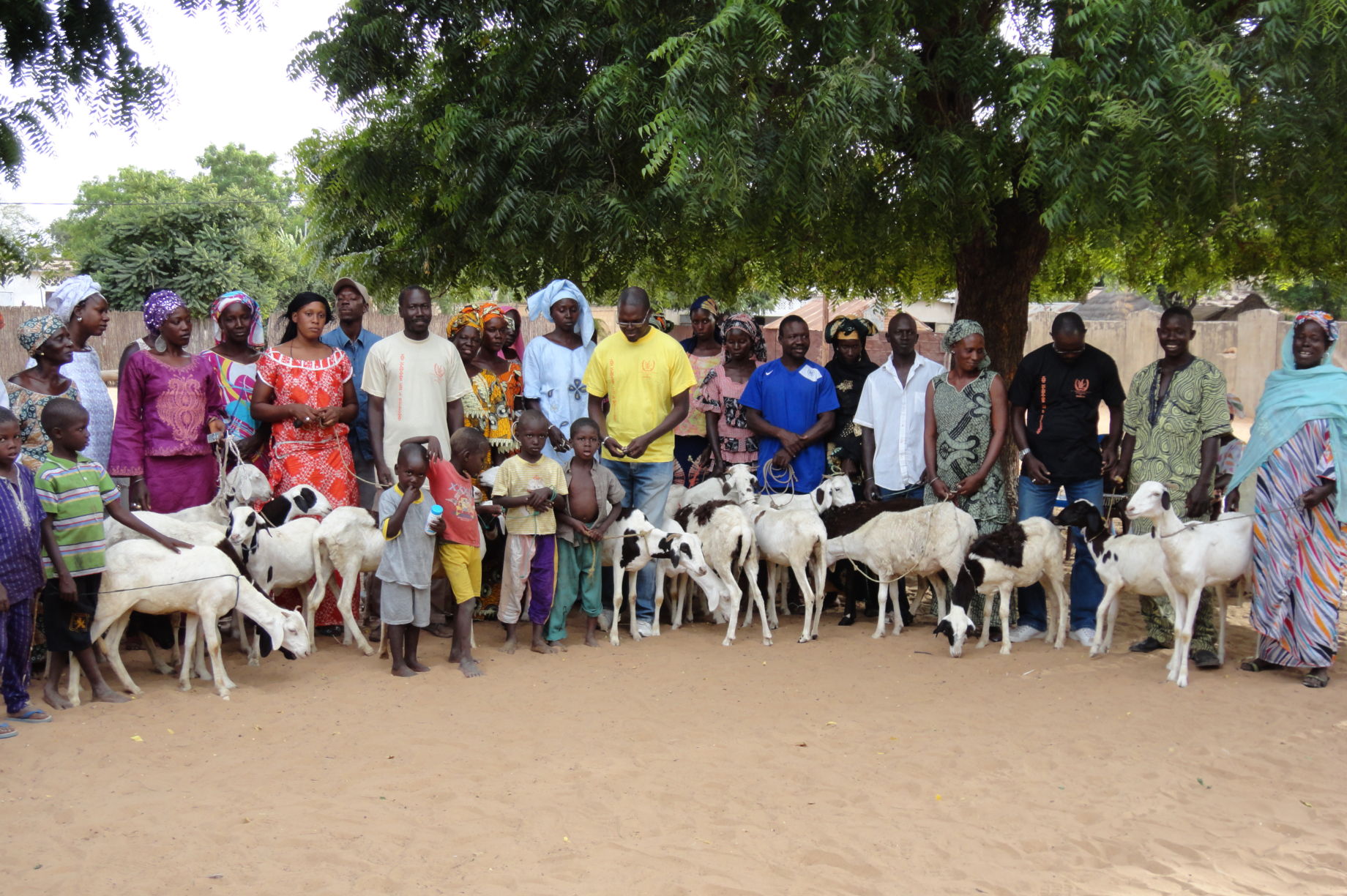 FEMALE SHEEPS FOR 50 WOMEN IN THIES SENEGAL GlobalGiving