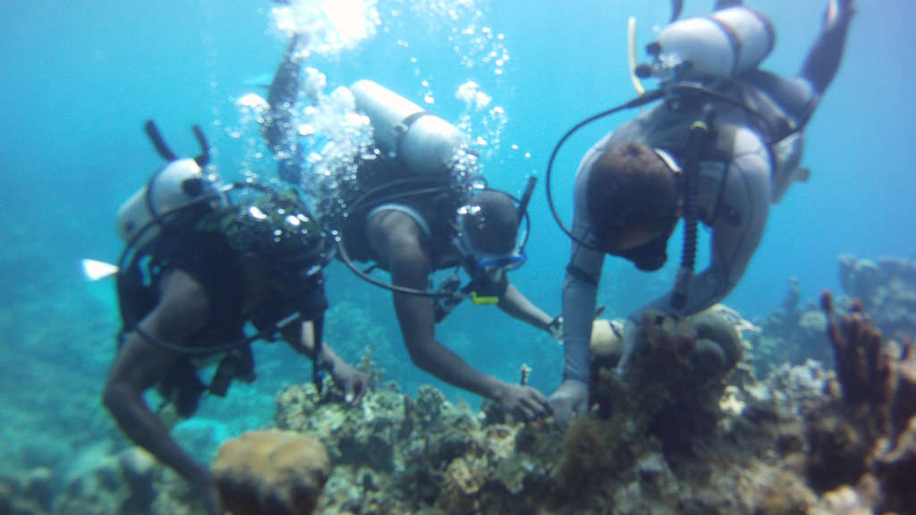Snorkeling Shop for Oracabessa Bay Fish Sanctuary GlobalGiving