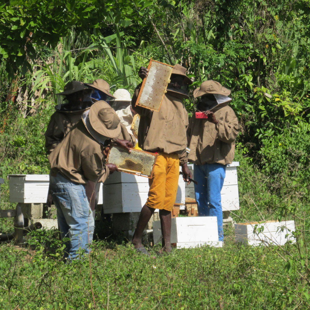 Build a Honey Room for 40 Bee Farmers in Jamaica GlobalGiving
