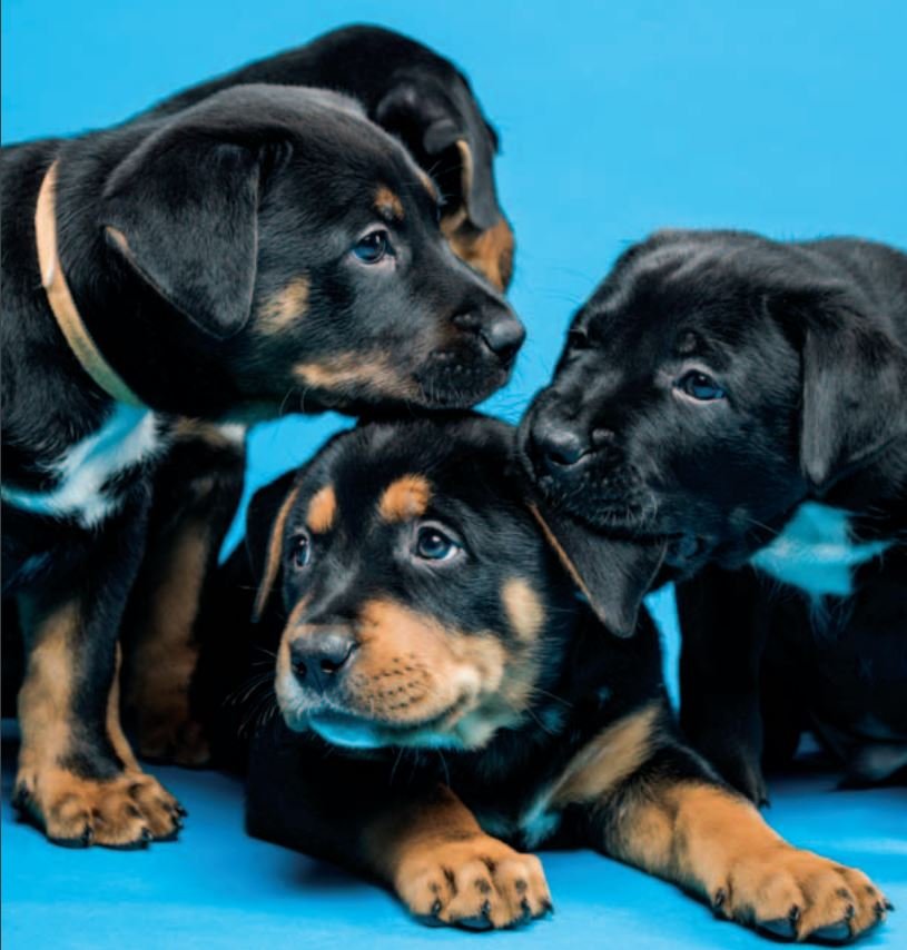 Donate to Help Homeless Pets GlobalGiving