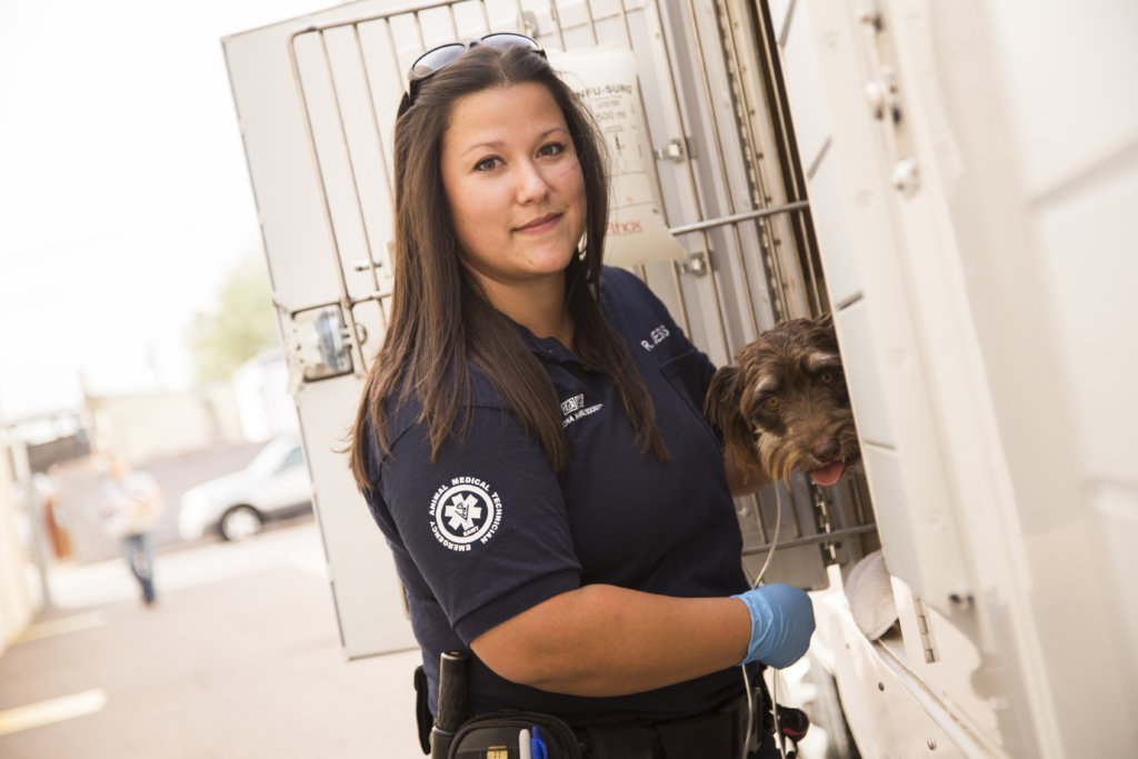 Donate to Emergency Rescue & Medical Care for Homeless Pets GlobalGiving