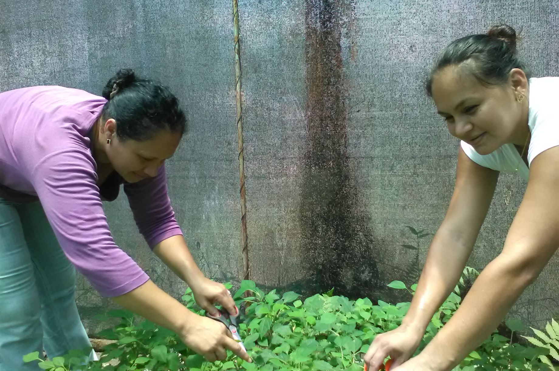 Build a community tree nursery in Costa Rica GlobalGiving