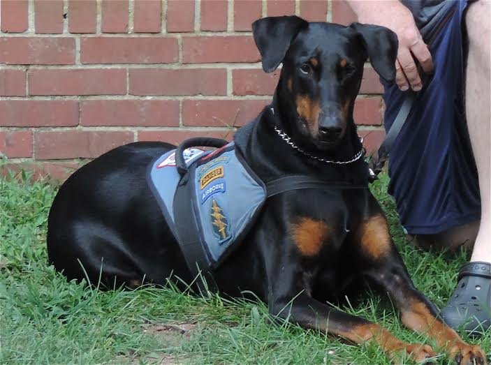 Operation Dog Food For Service Dogs of Veterans GlobalGiving