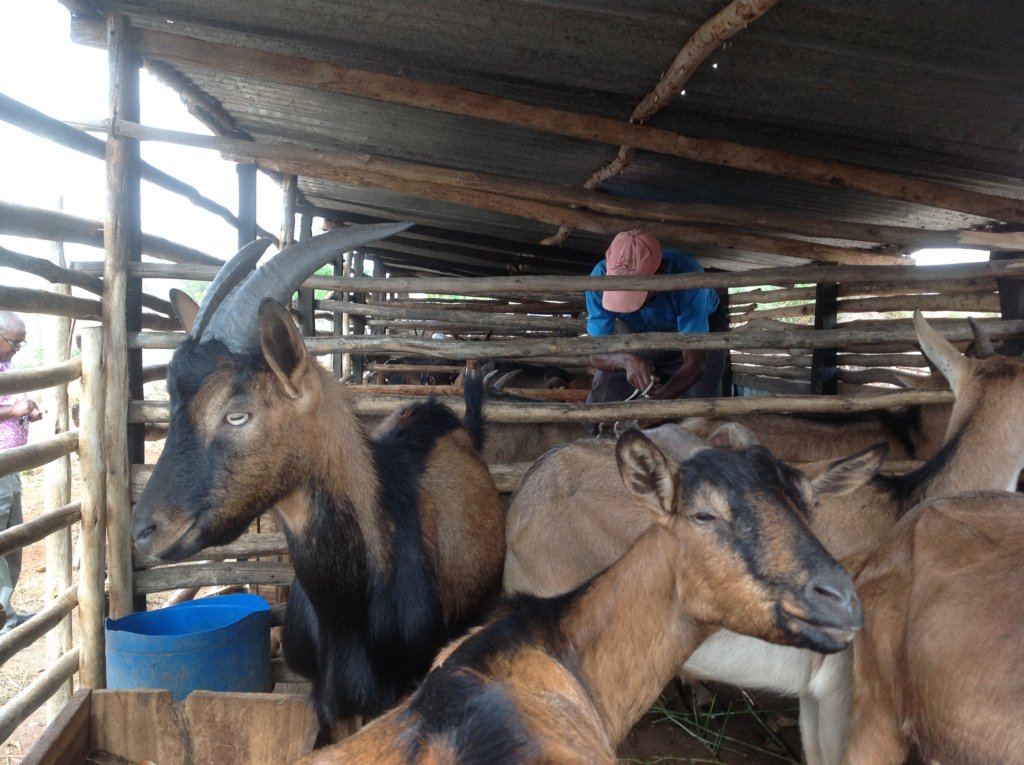 Support Widows Dairy Goats Project in Kitui, Kenya GlobalGiving