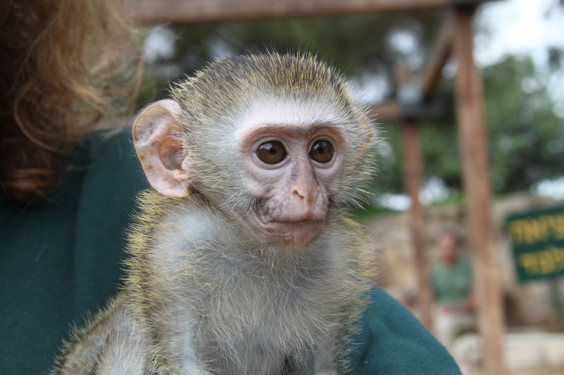 Building A New Home for Rescued Monkeys in Israel GlobalGiving