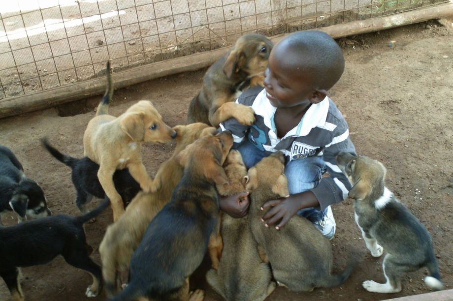 Help Us Transform Uganda's Only Animal Shelter GlobalGiving