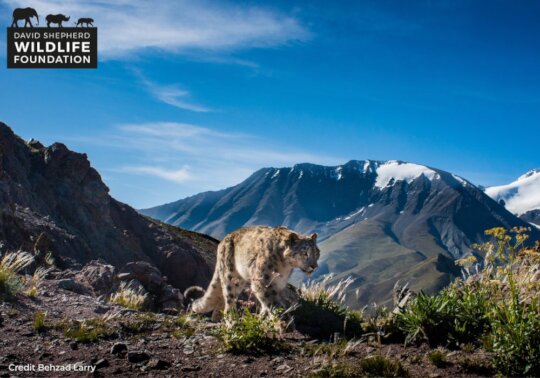 Protecting Snow Leopards