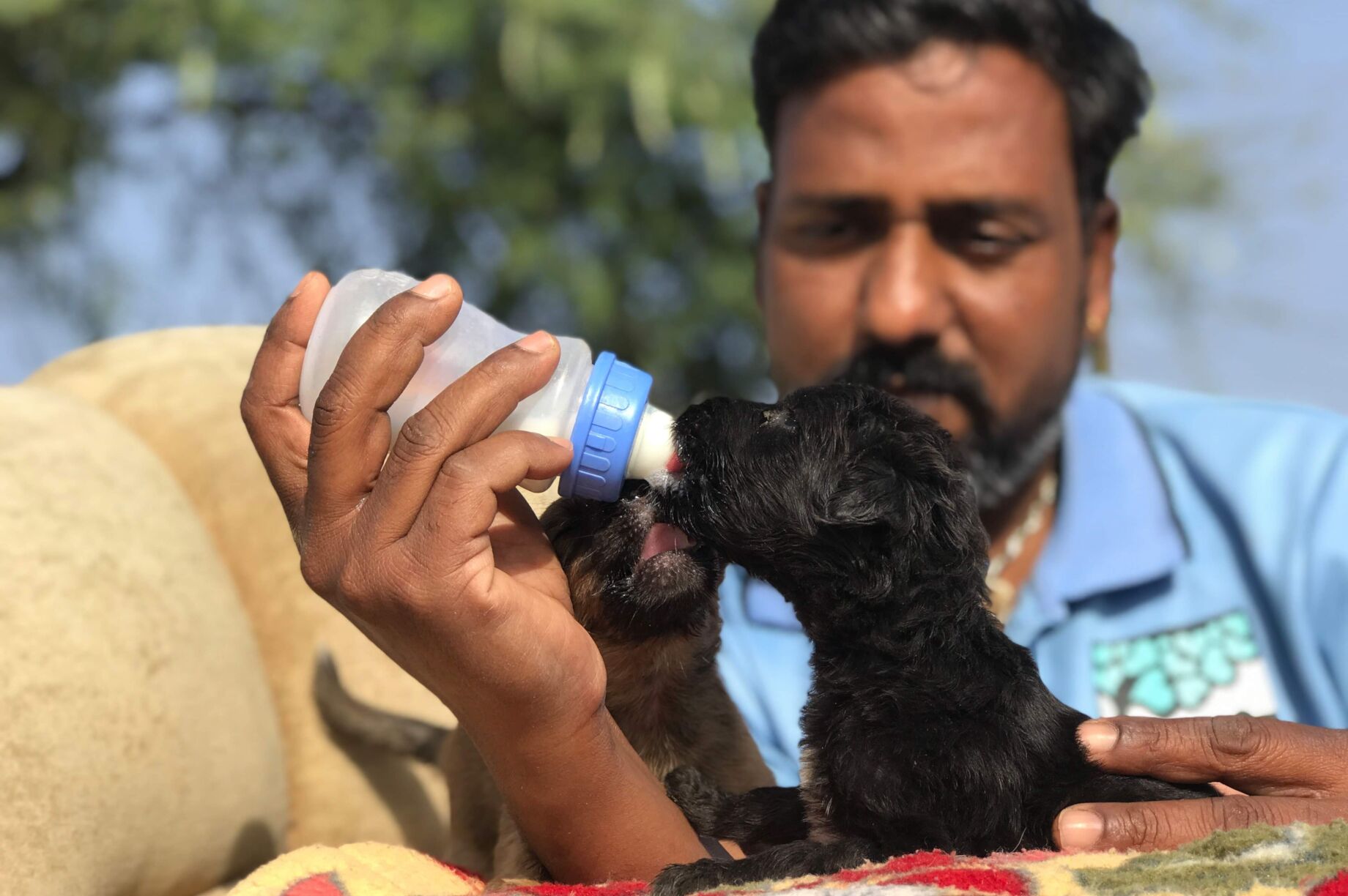 Rescue Sick & Injured Street Animals in India GlobalGiving