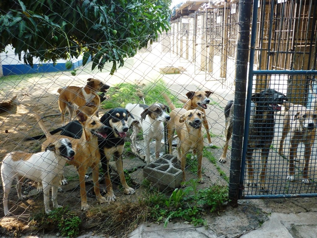 Survival of Animal Welfare Charity in Zimbabwe GlobalGiving