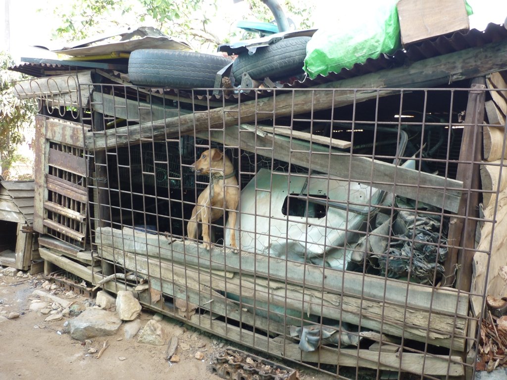 Survival of Animal Welfare Charity in Zimbabwe GlobalGiving