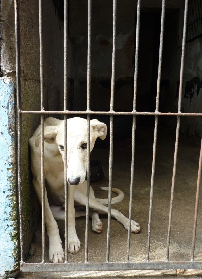 Survival of Animal Welfare Charity in Zimbabwe GlobalGiving