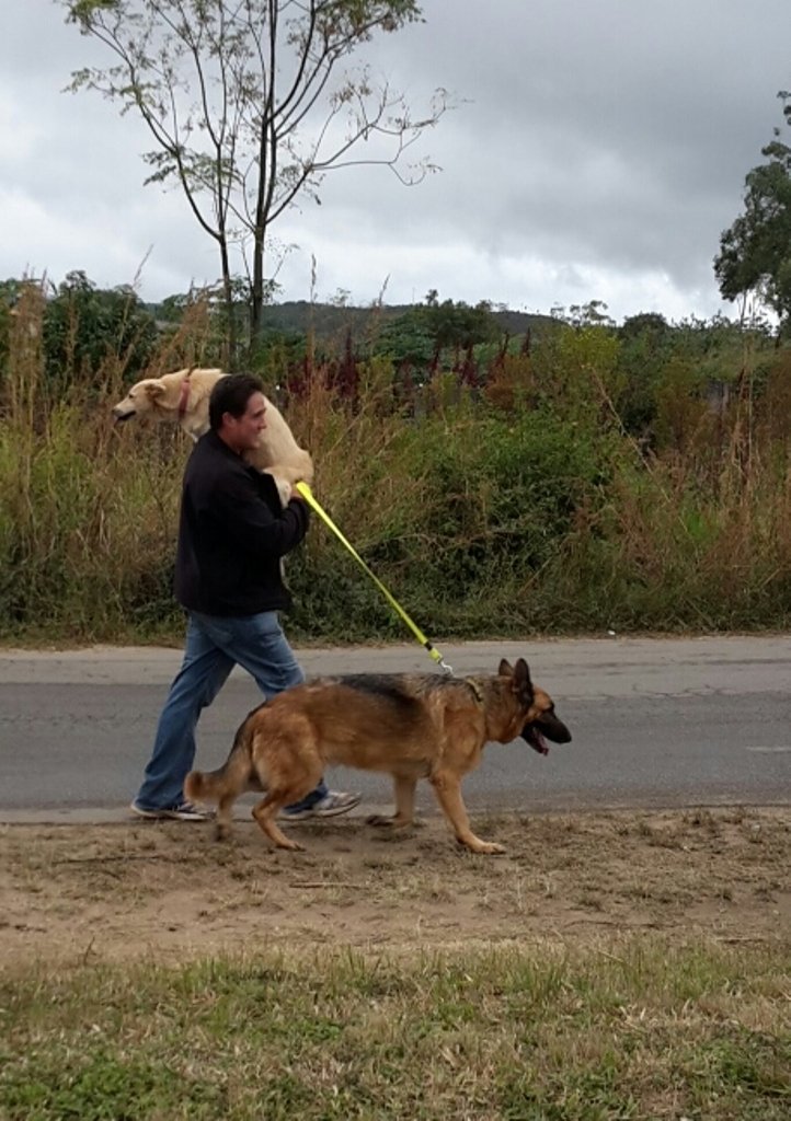 Survival of Animal Welfare Charity in Zimbabwe GlobalGiving